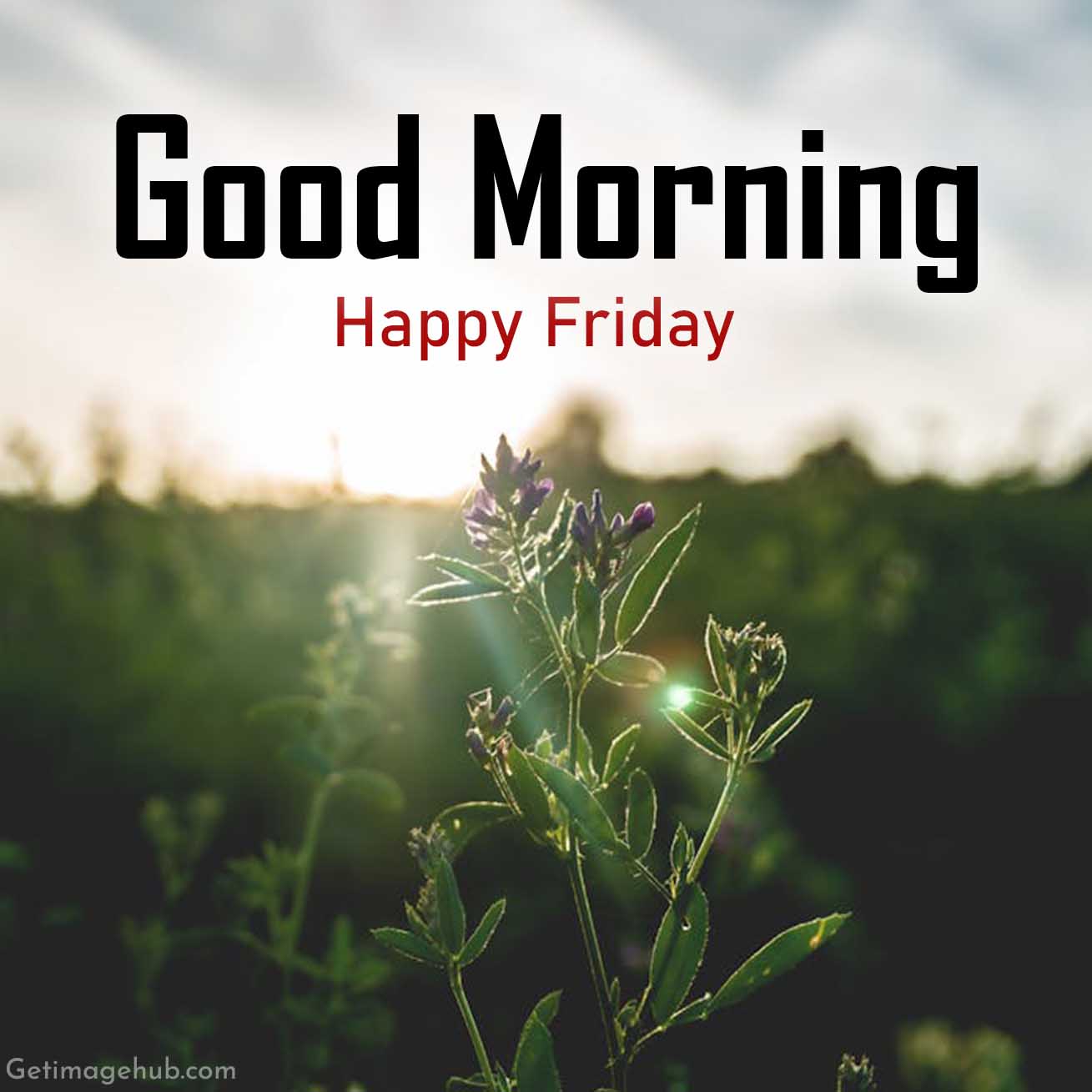 Good Morning Friday Images
