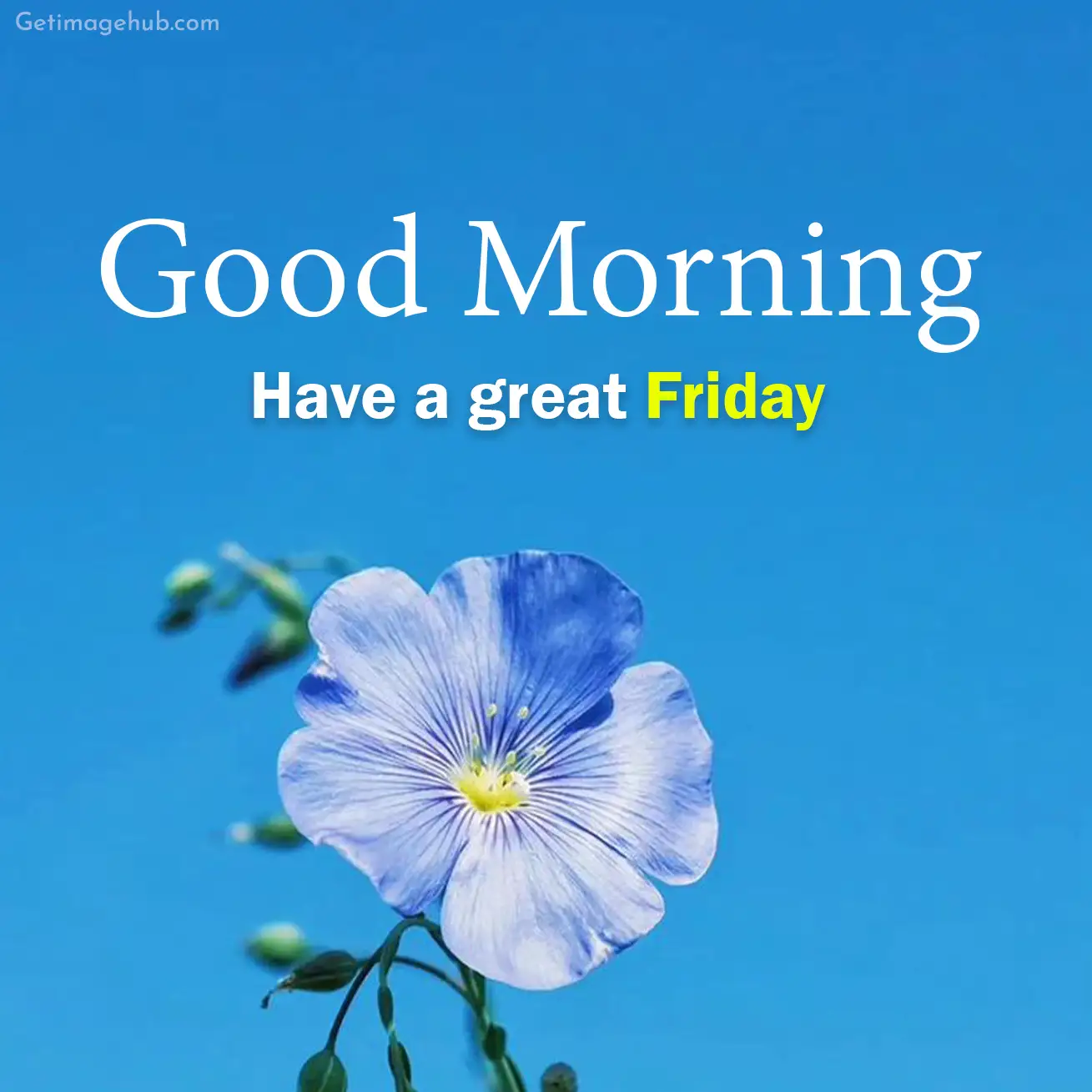 Good Morning Friday Pic