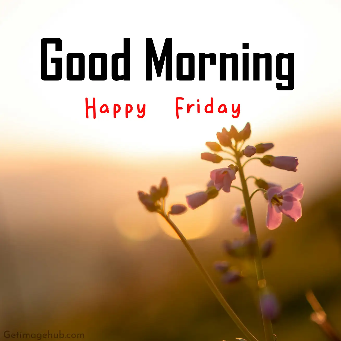 Good Morning Friday Pic