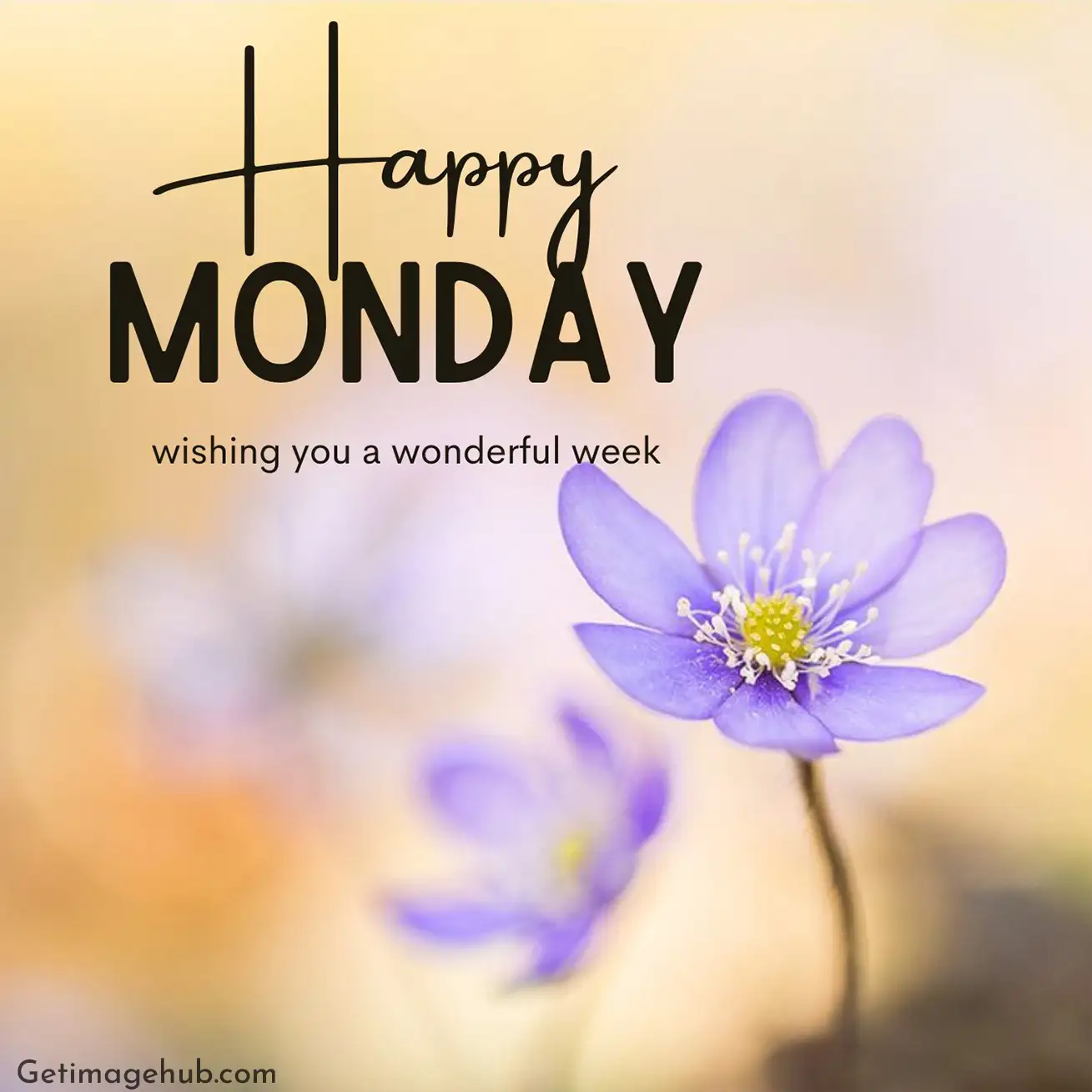 Good Morning Happy Monday with Flowers