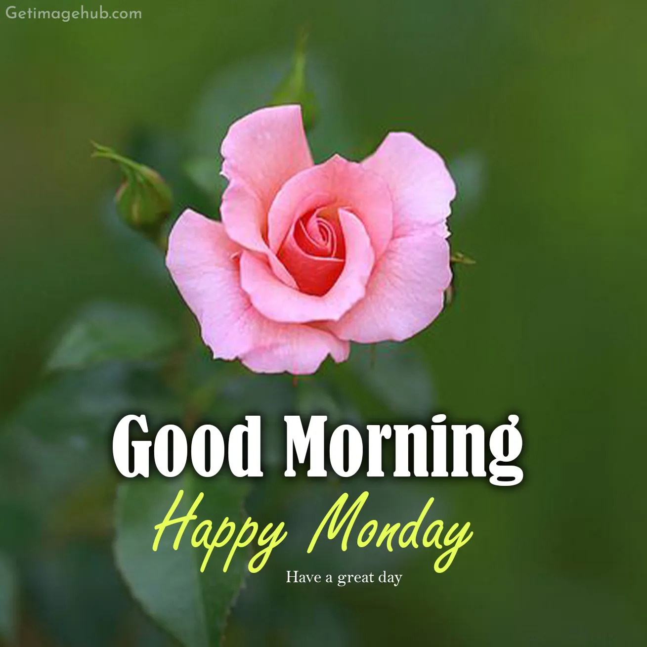 Good Morning Monday Pic