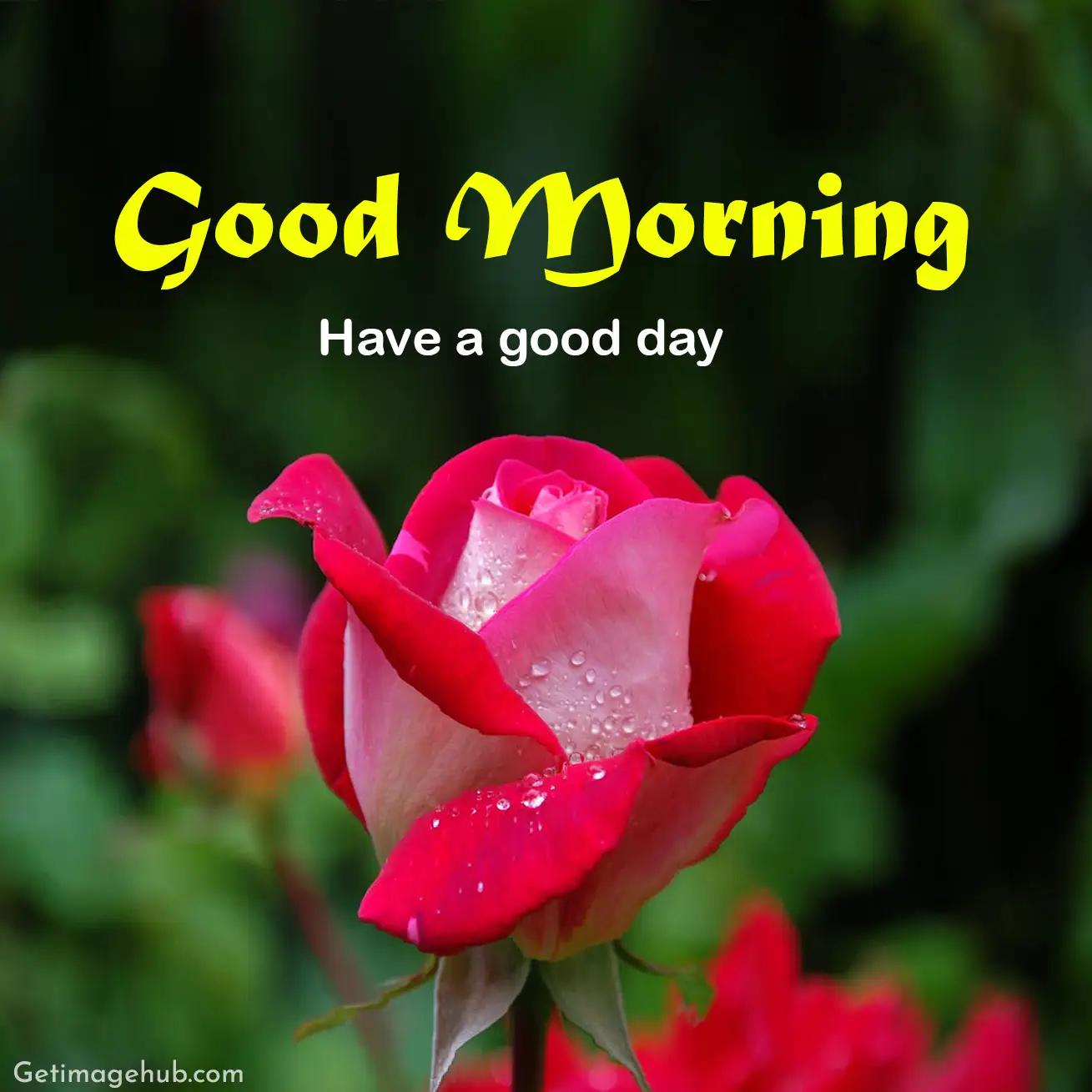 Good Morning Pink Rose Images