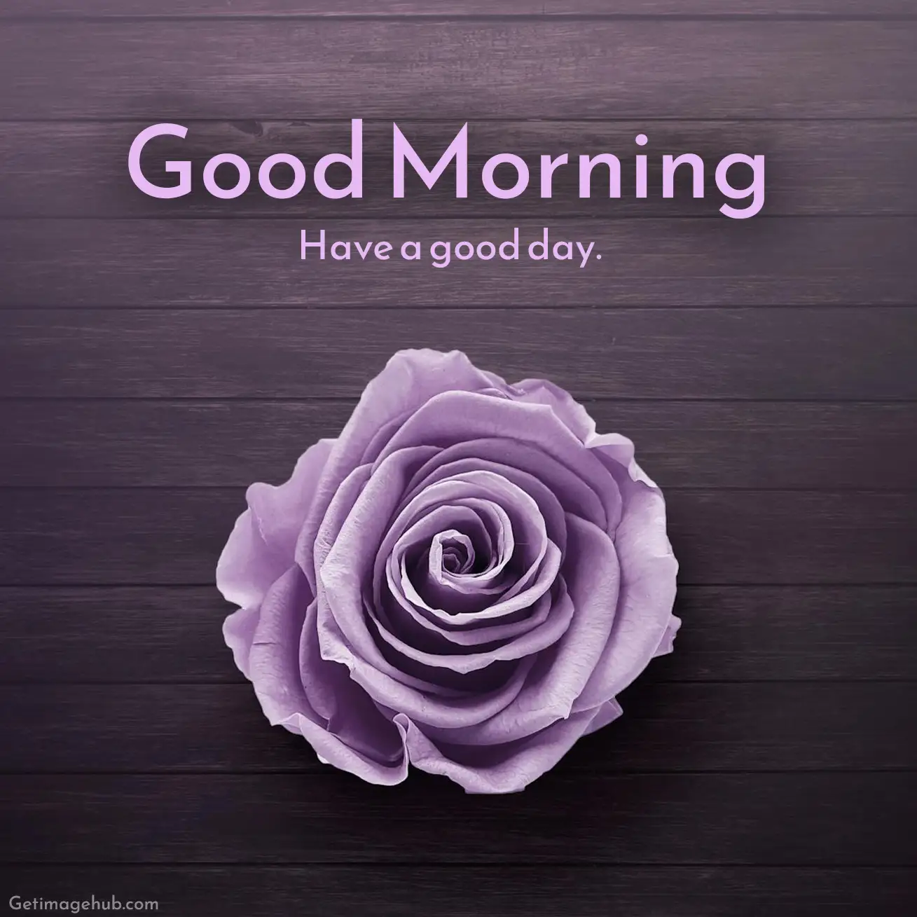 Good Morning Rose Images