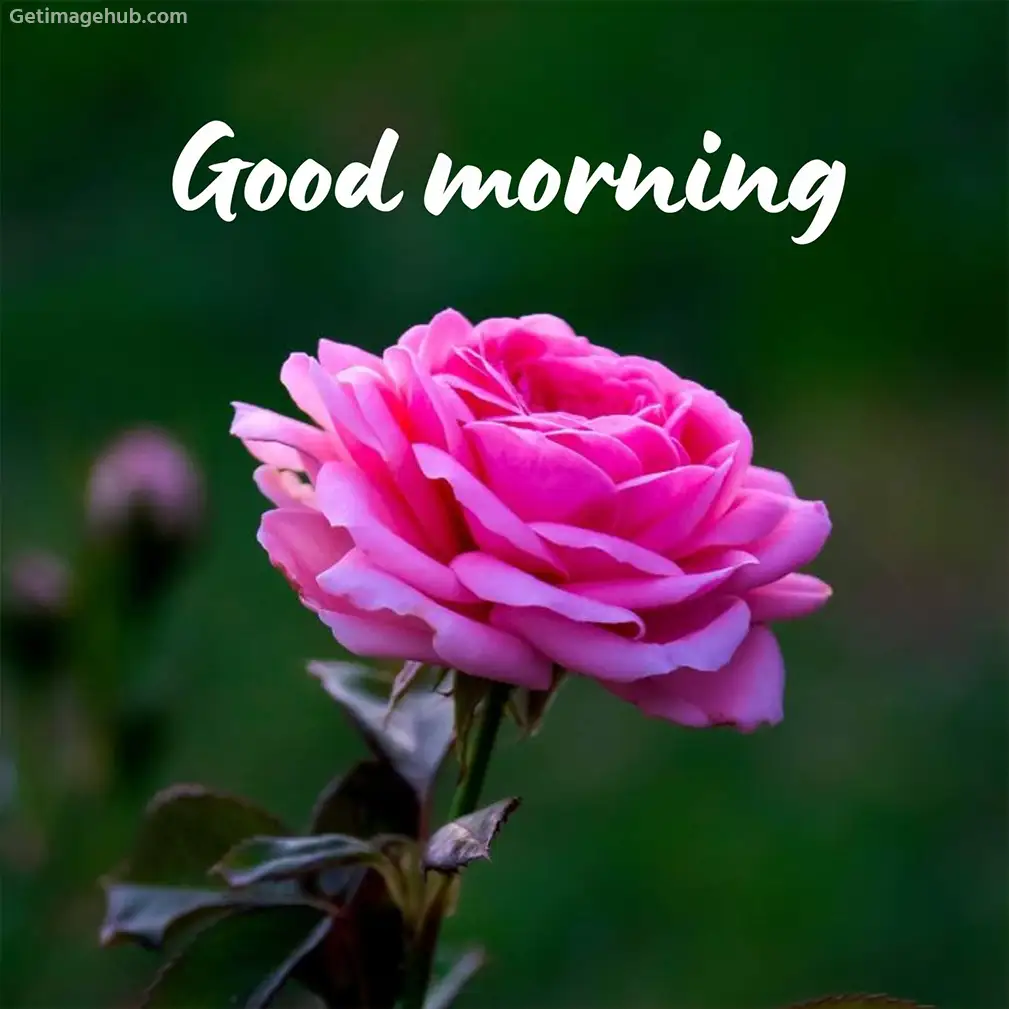 Good Morning Rose Photo