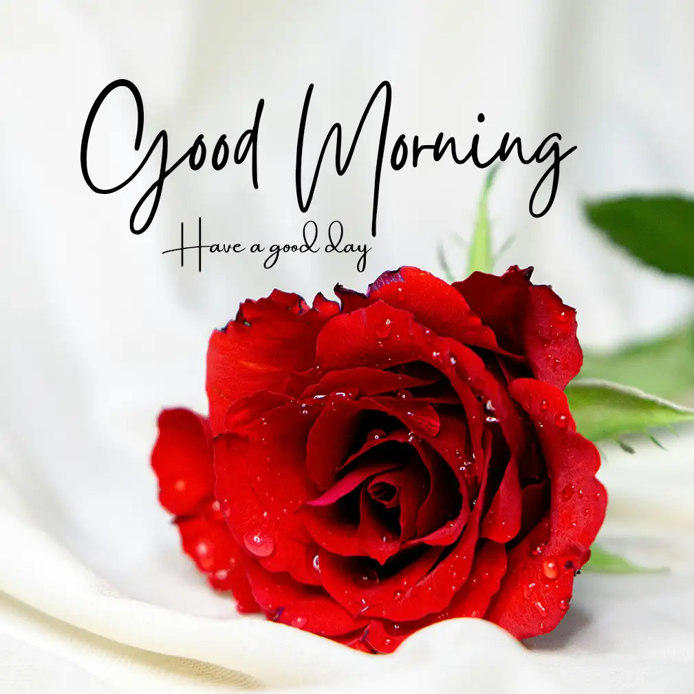 Good Morning Rose