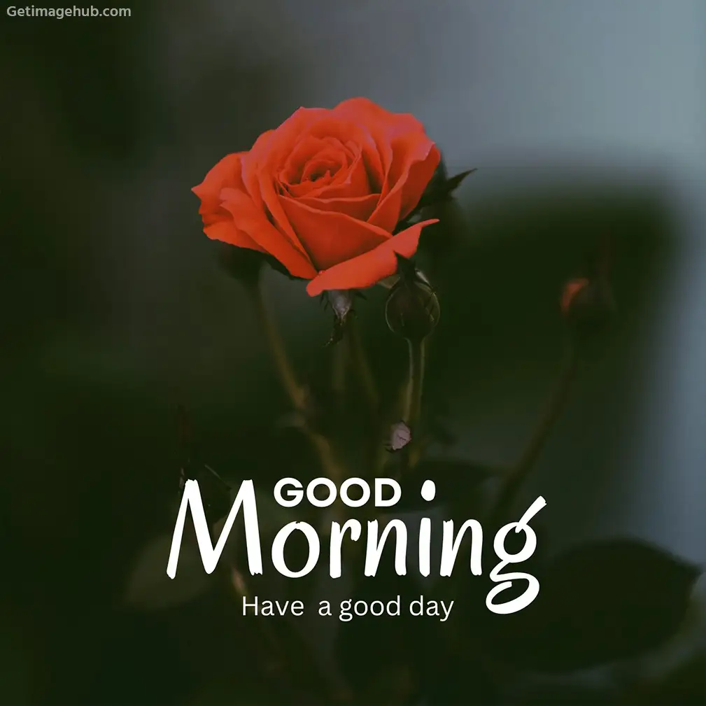 New Good Morning Rose Pic