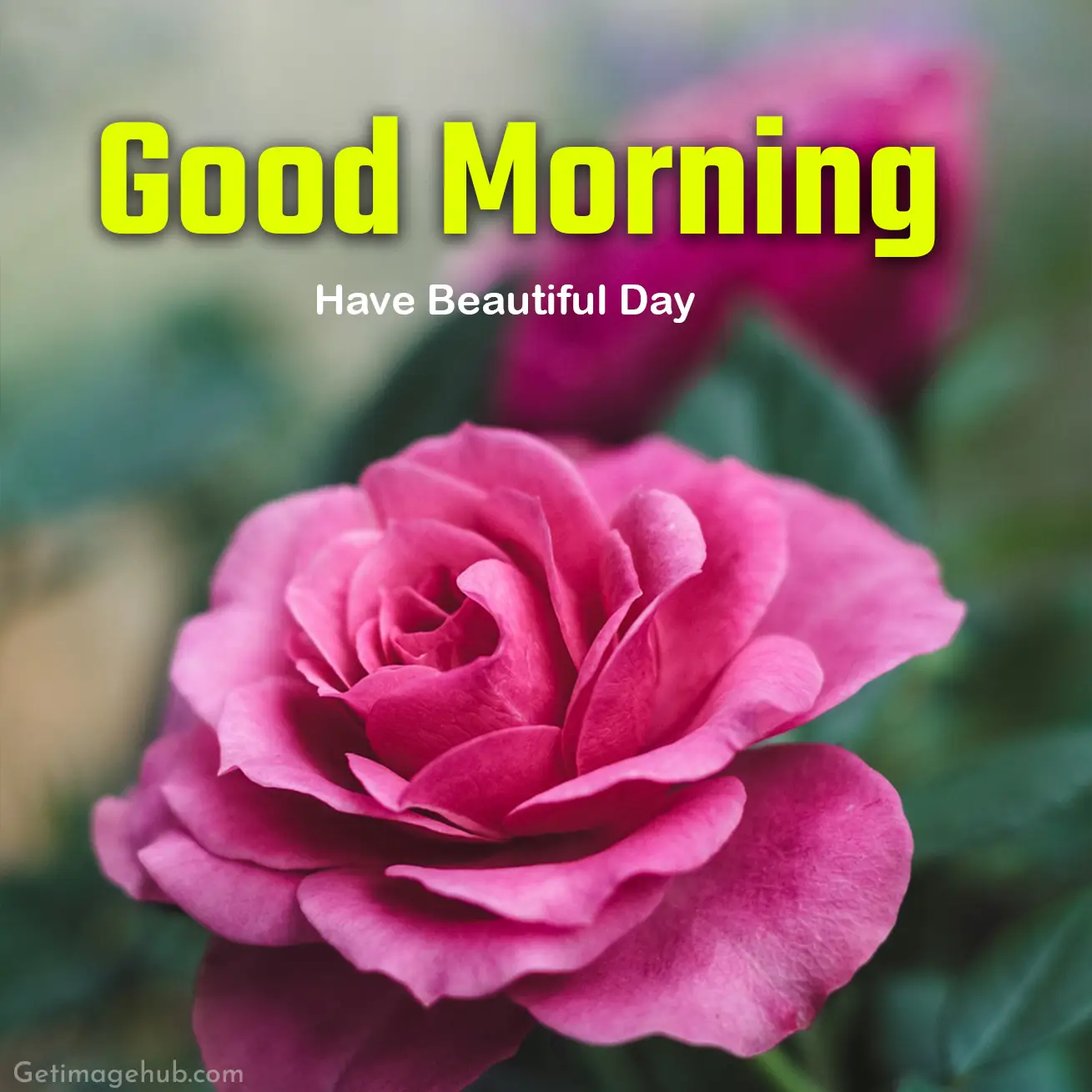 Rose Good Morning Photos HD