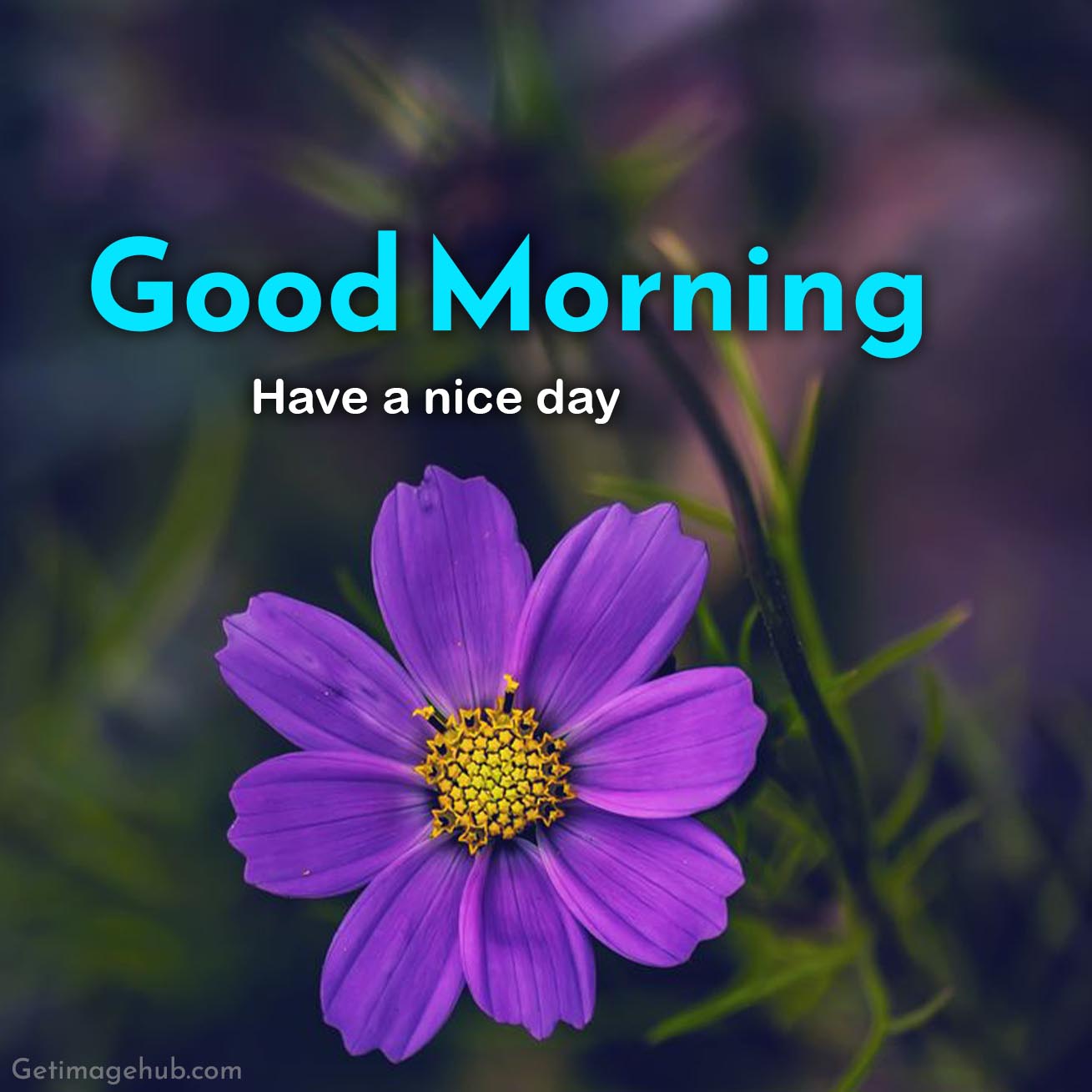 Good Morning Image HD