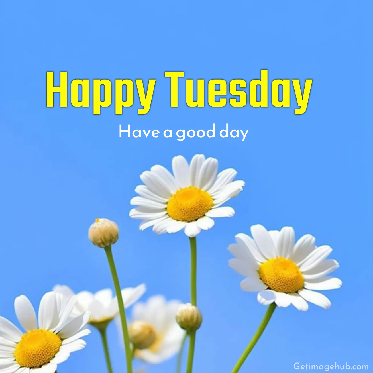 Good Morning Pictures Happy Tuesday