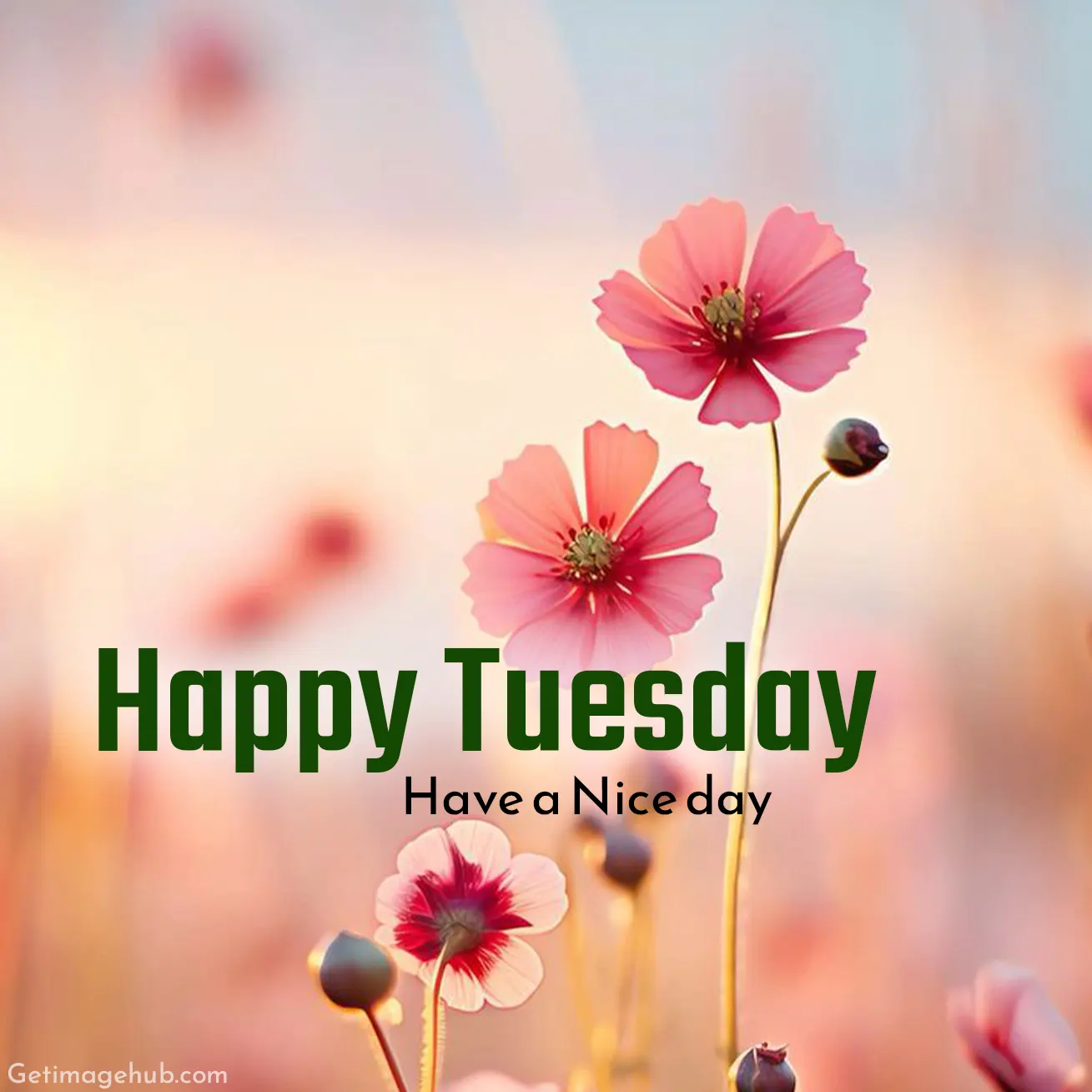 Happy Tuesday Good Morning Photos