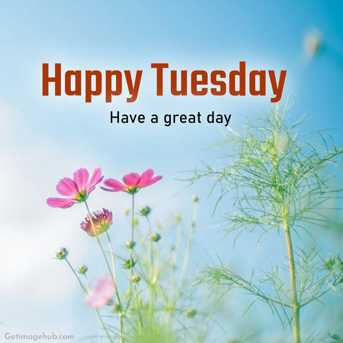 Happy Tuesday Good Morning Pic with Flower