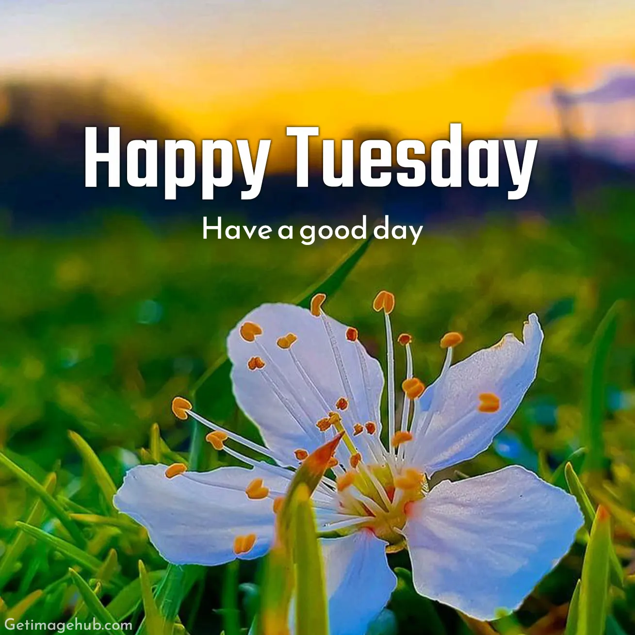 Happy Tuesday Good Morning Picture New