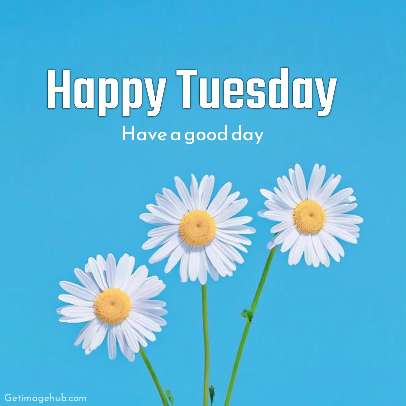 Happy Tuesday Good Morning Pictures HD
