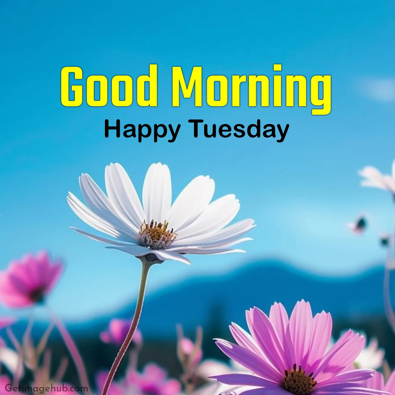 Happy Tuesday Good Morning