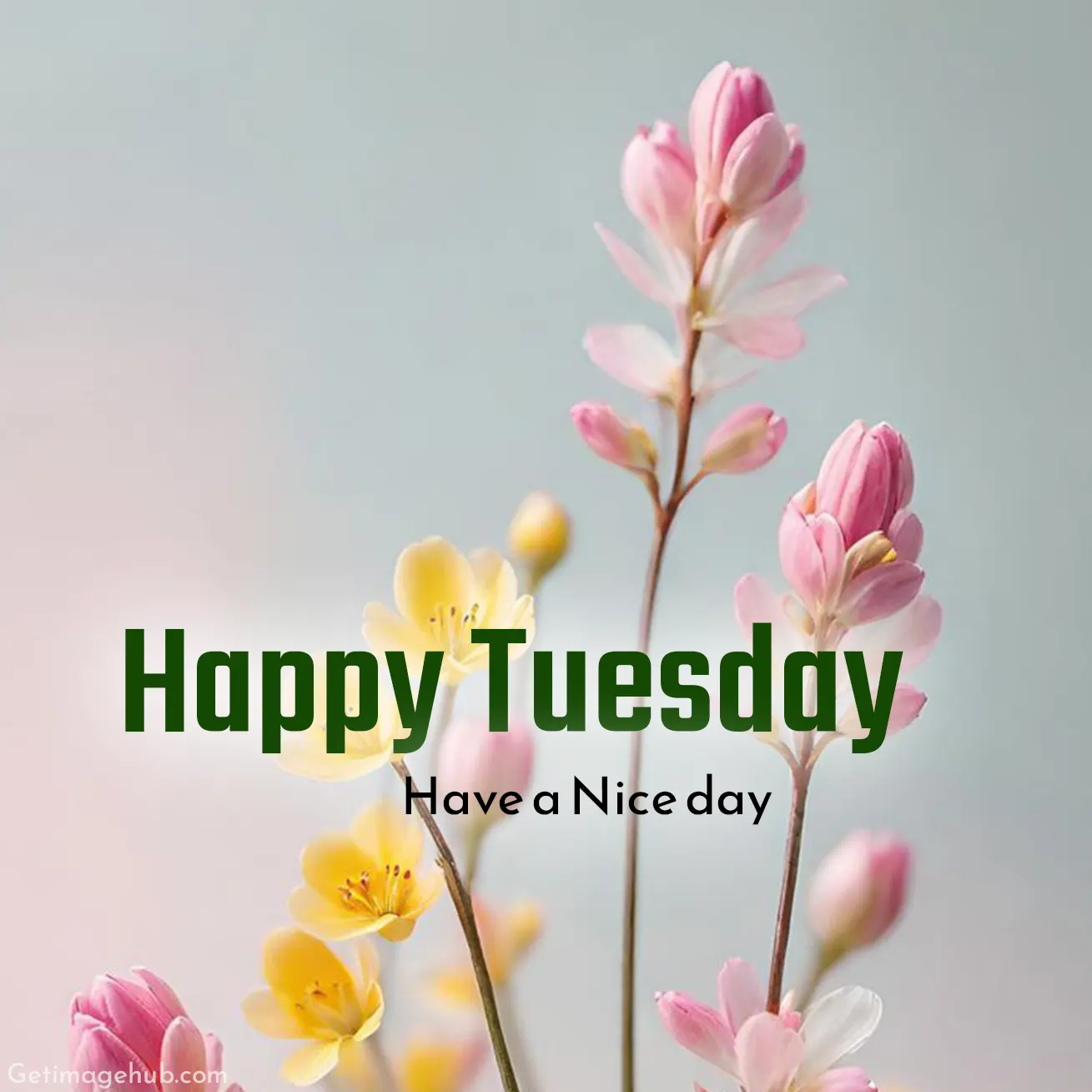 Happy Tuesday Morning Pic