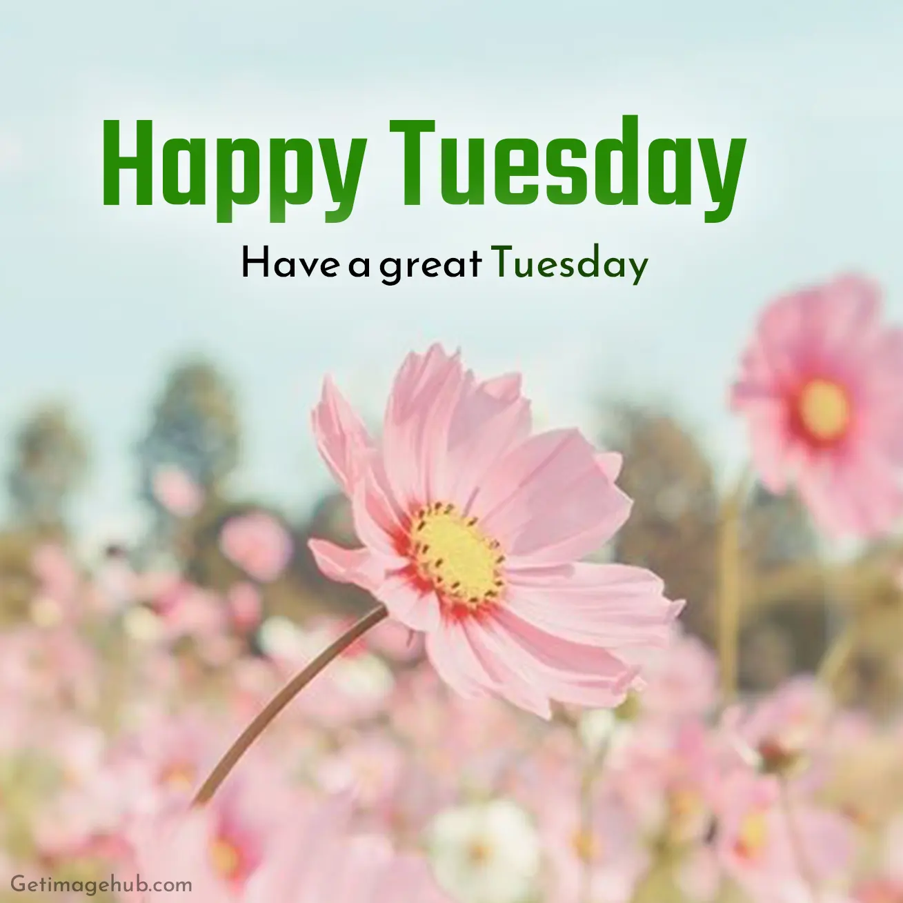 Tuesday Good Morning Photos