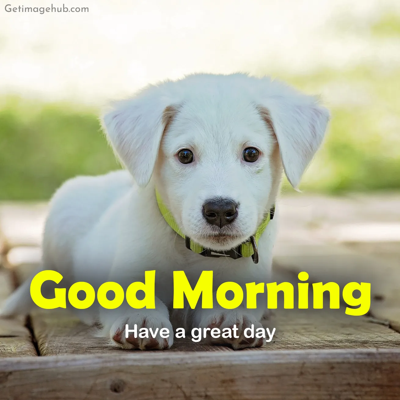 Good Morning Dog Image