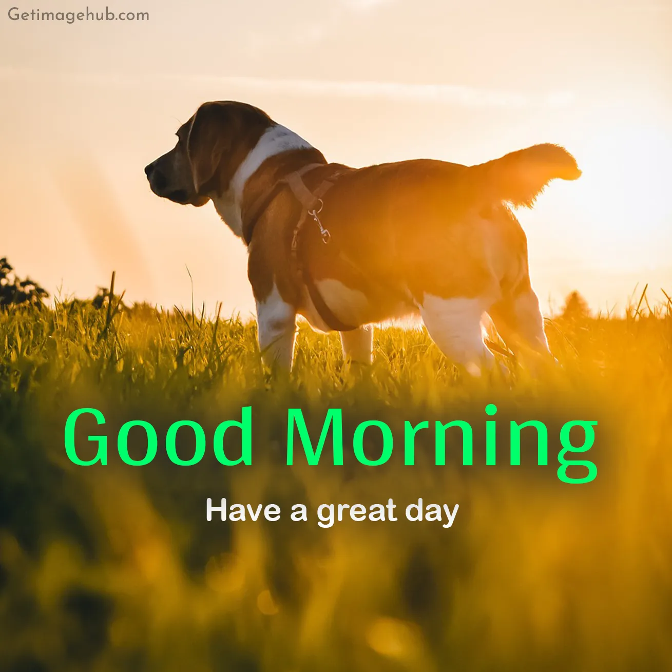 Good Morning Dogs Pic