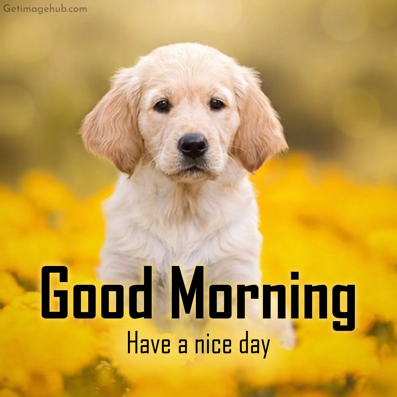 Good Morning Puppy Images