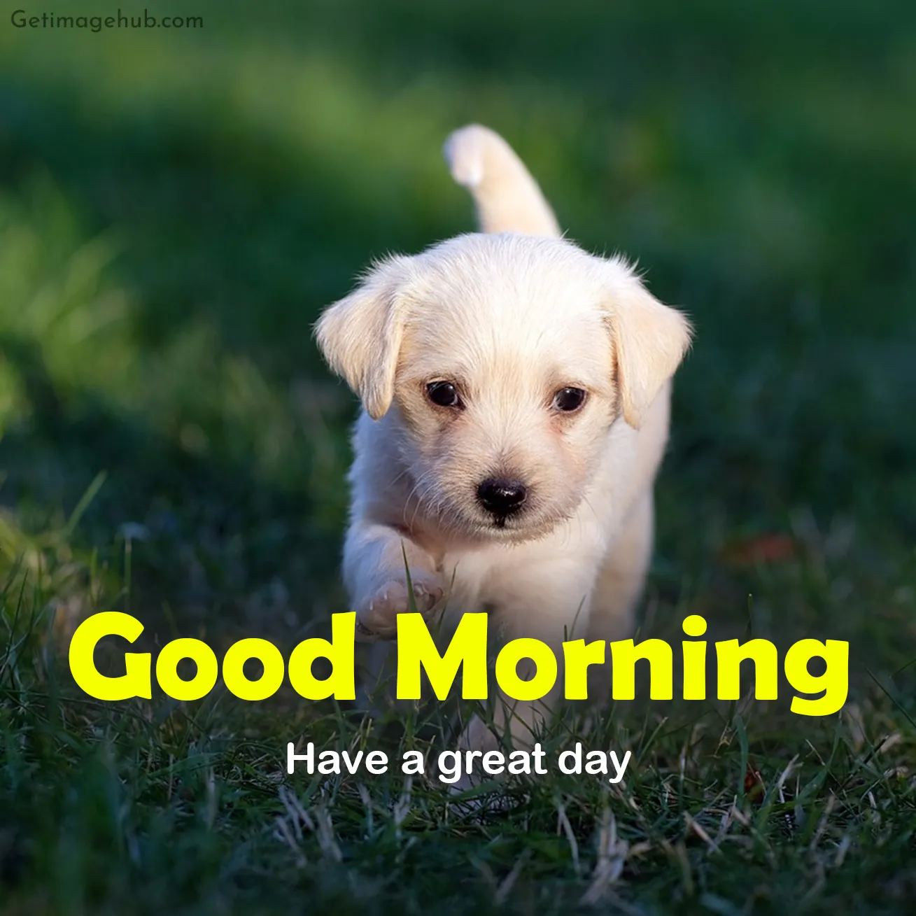 Good Morning Puppy Photos