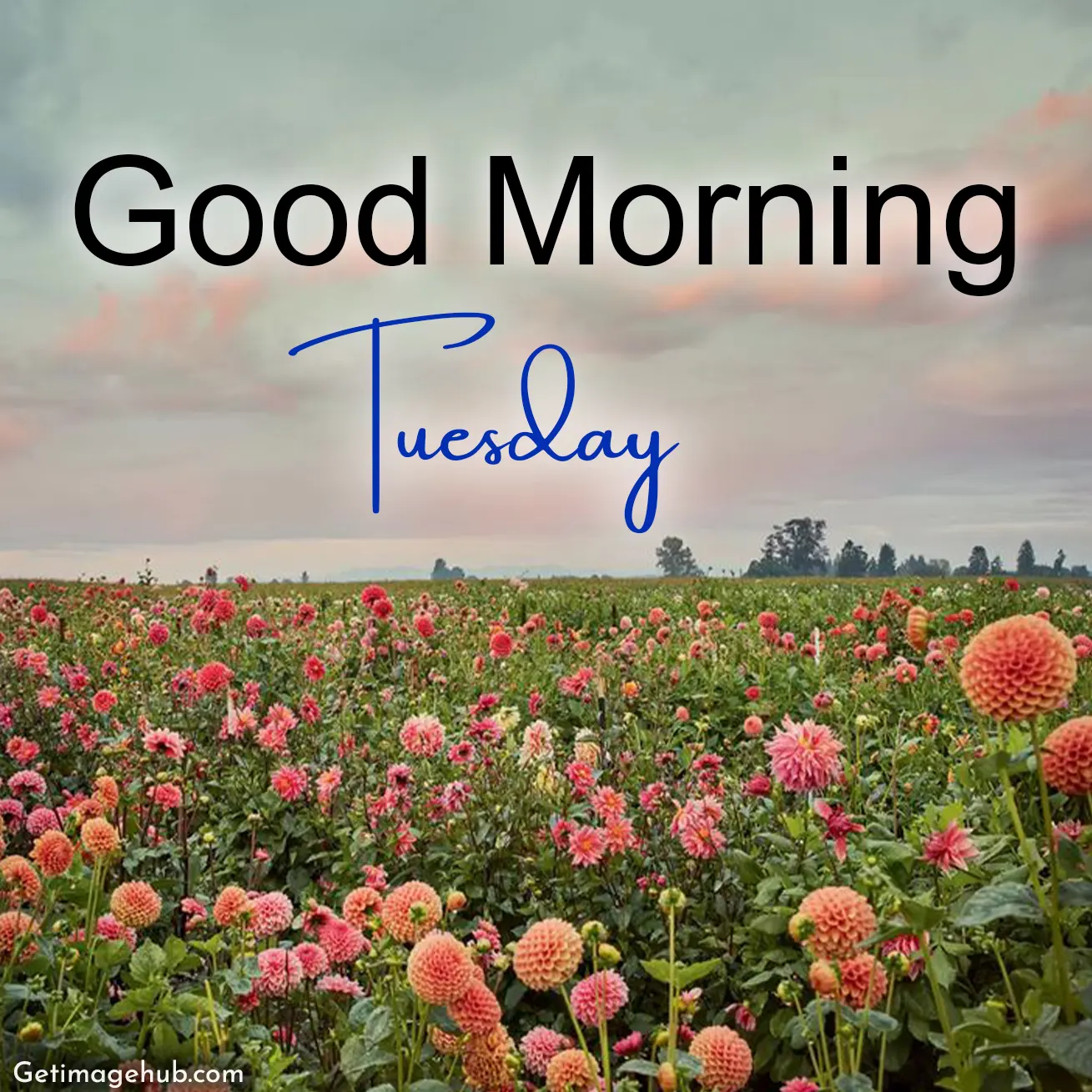 Good Morning Tuesday