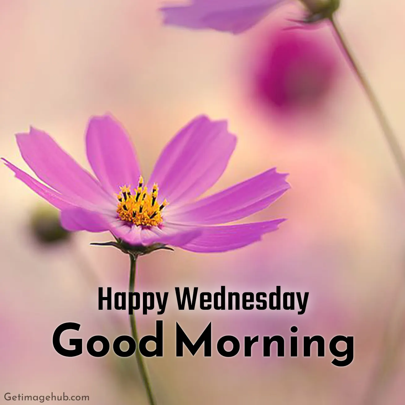 Happy Wednesday Good Morning Pics