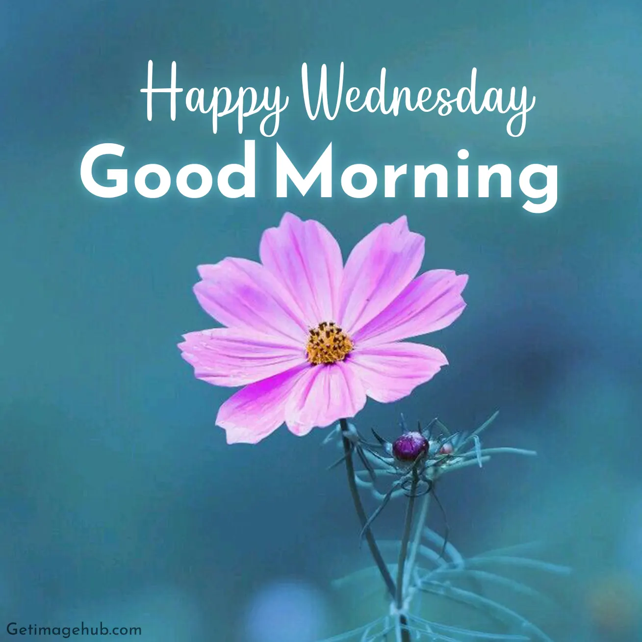 Happy Wednesday Morning Image