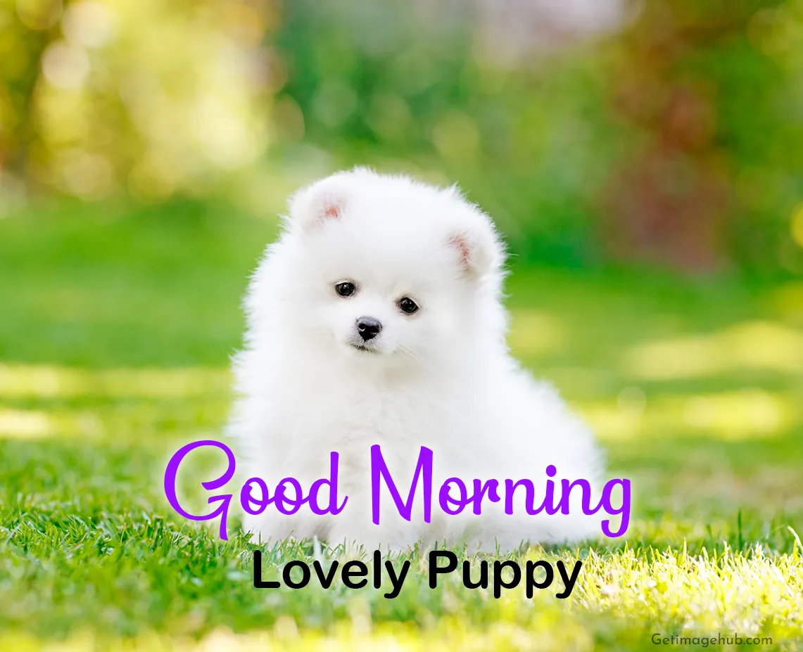 Lovely Puppy Images New