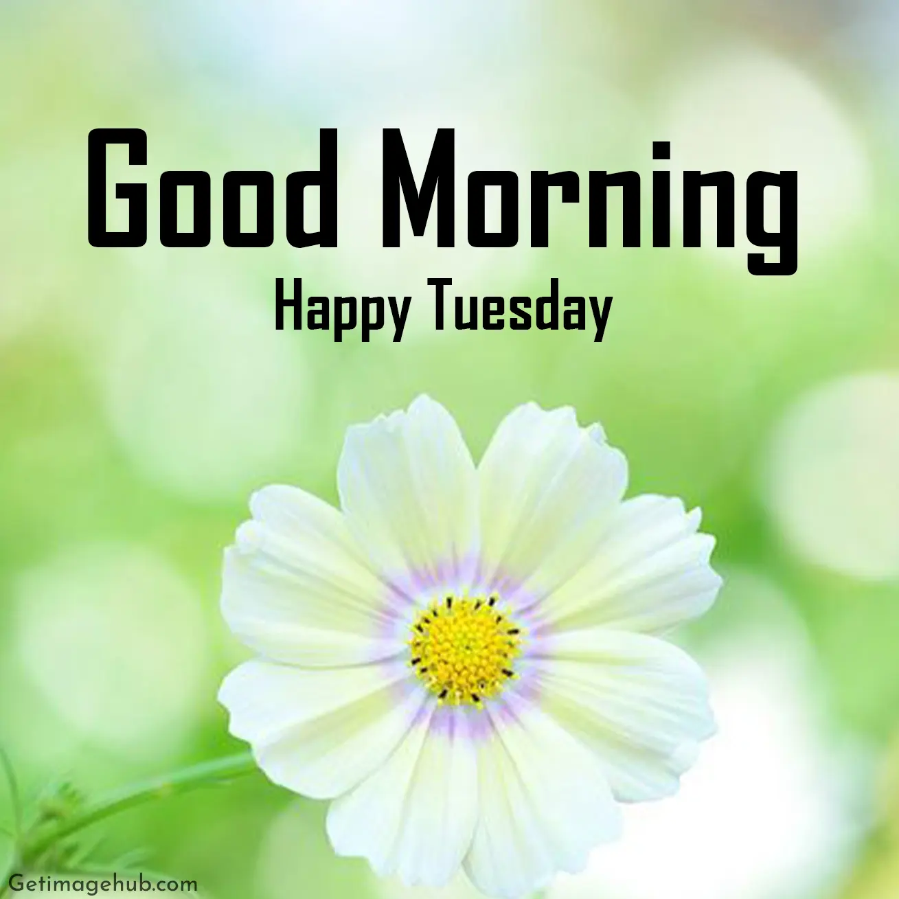 Tuesday Good Morning Images HD