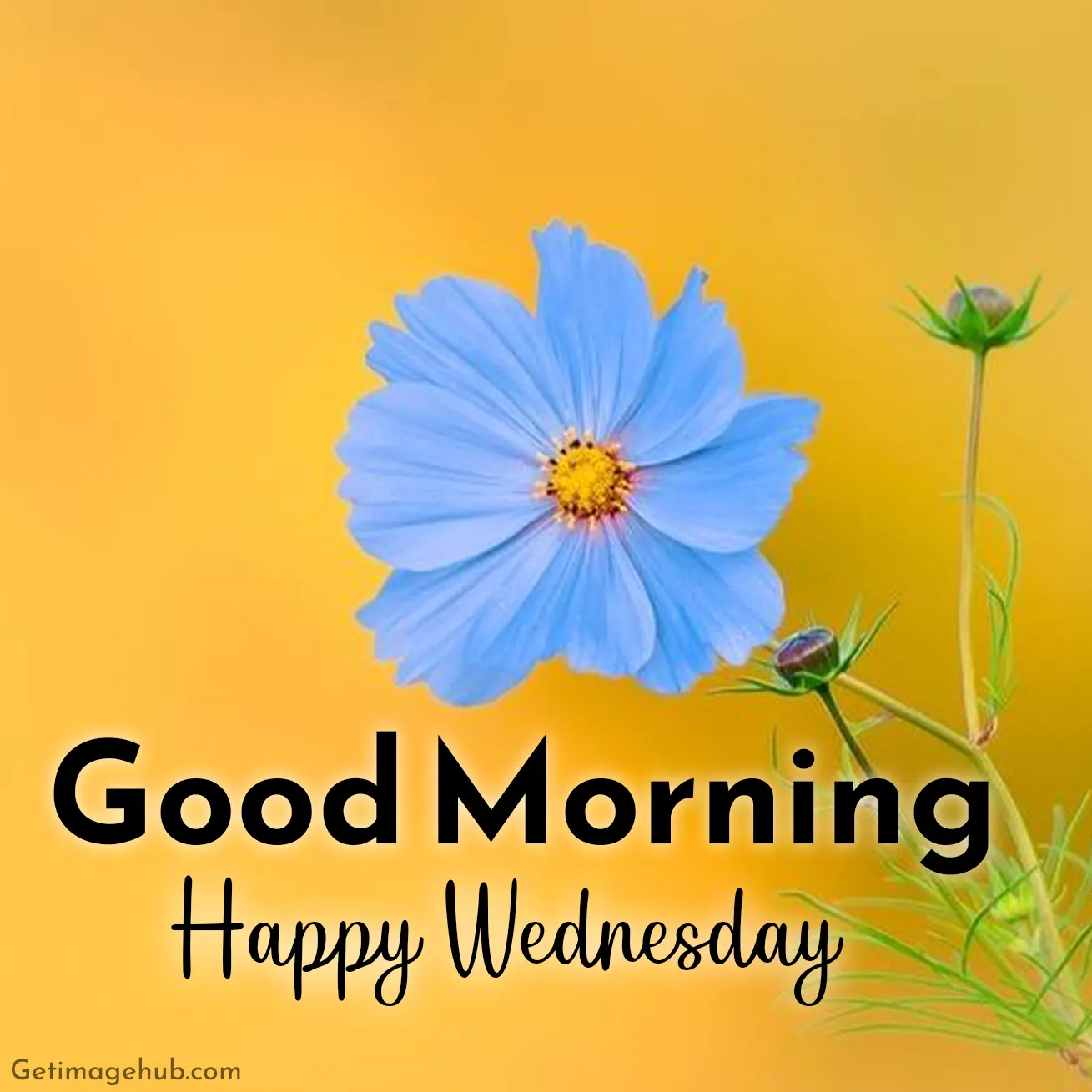 Wednesday Good Morning Photos