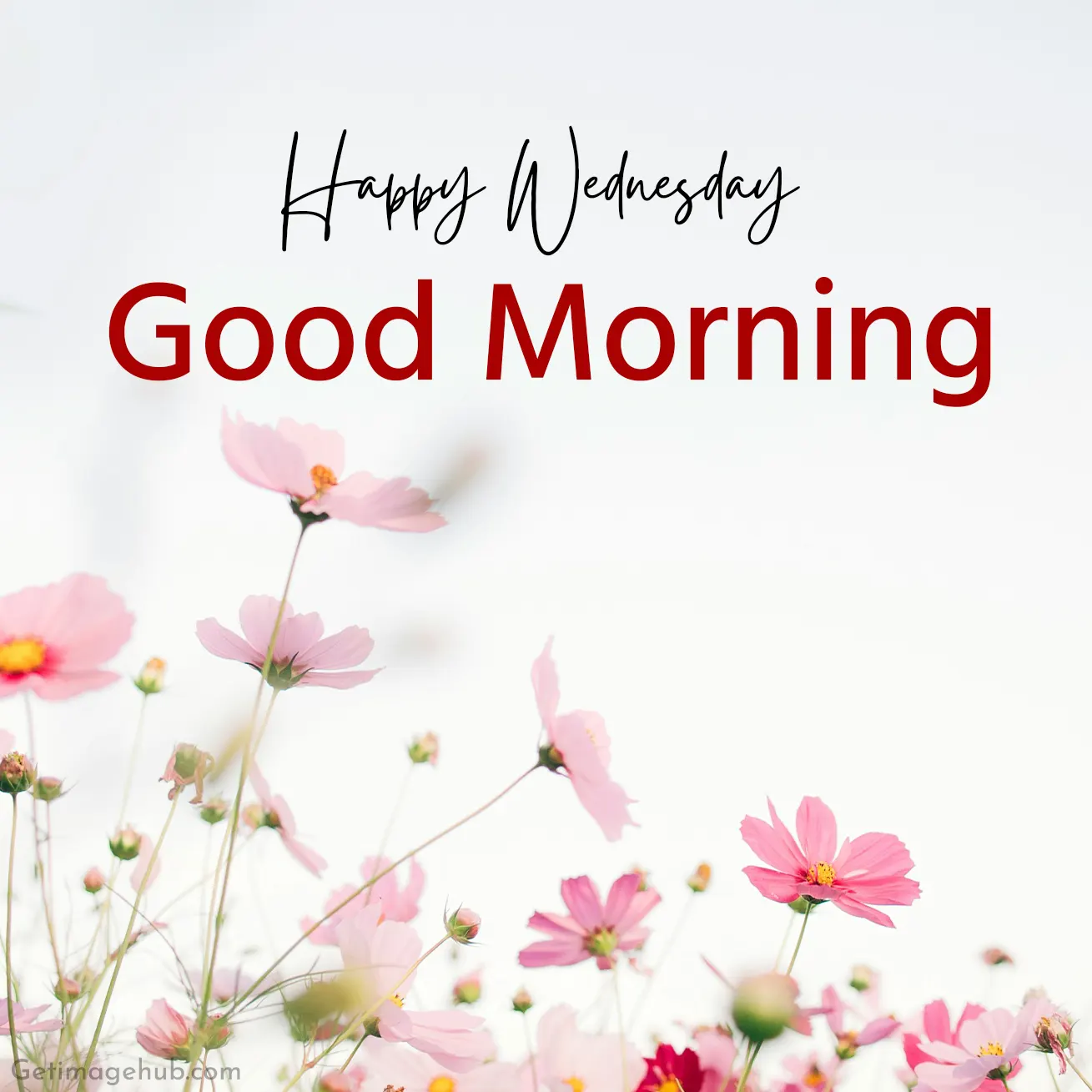 Wednesday Morning Pic