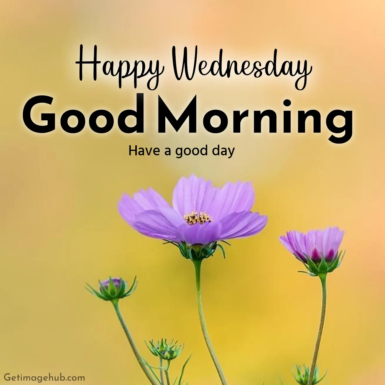 Wednesday Morning Pictures New