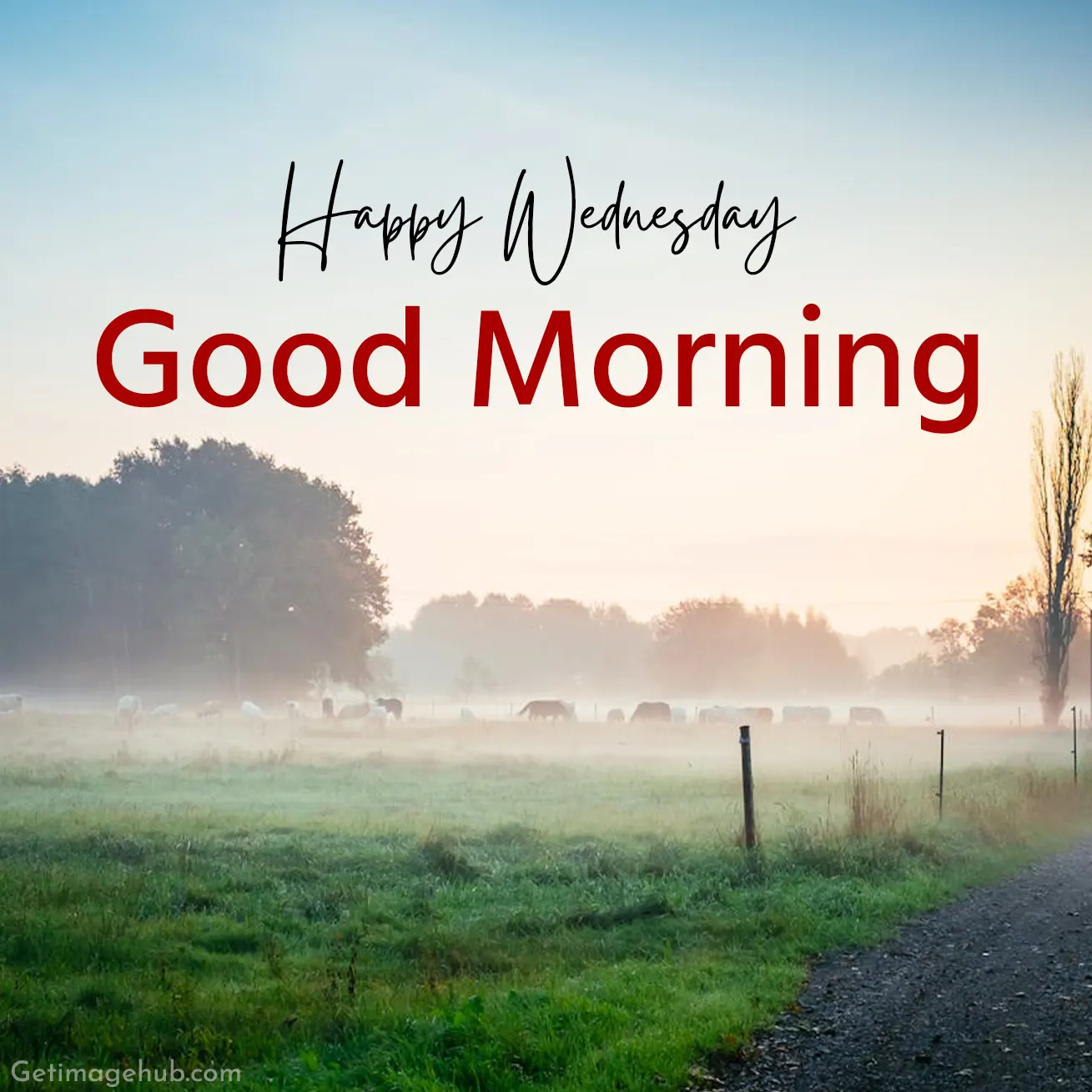 Wednesday Morning Pictures