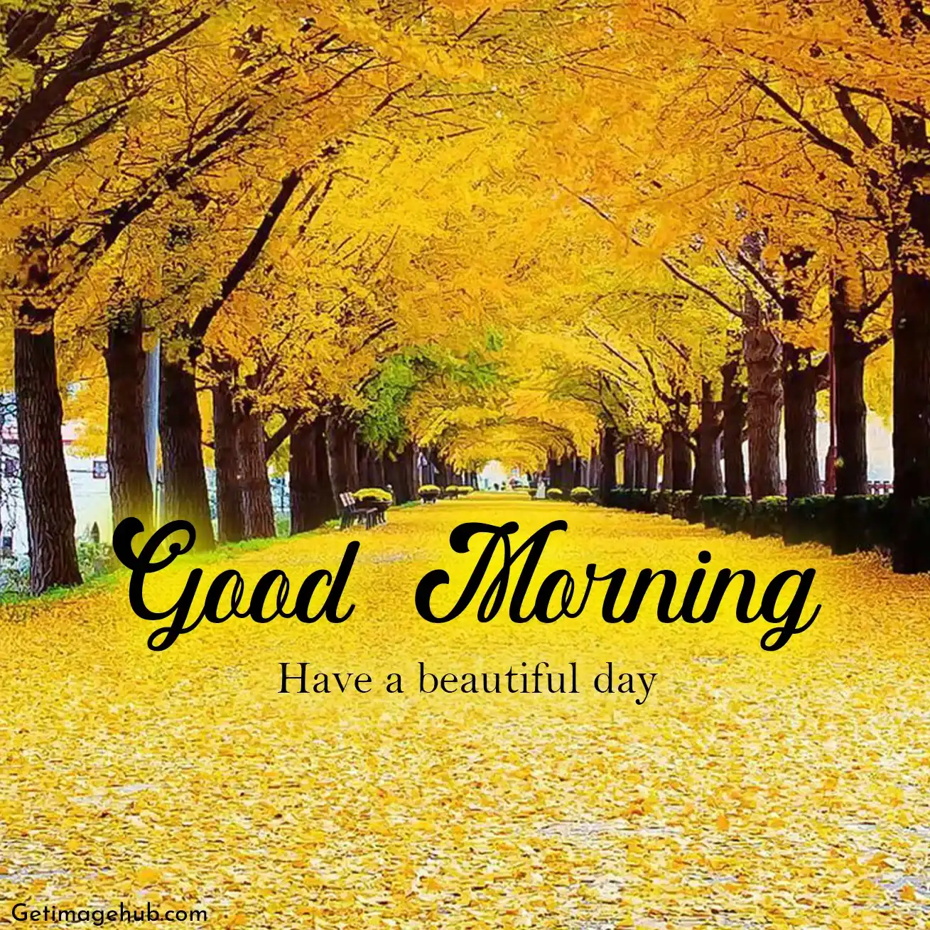 Good Morning Fall Pictures HD