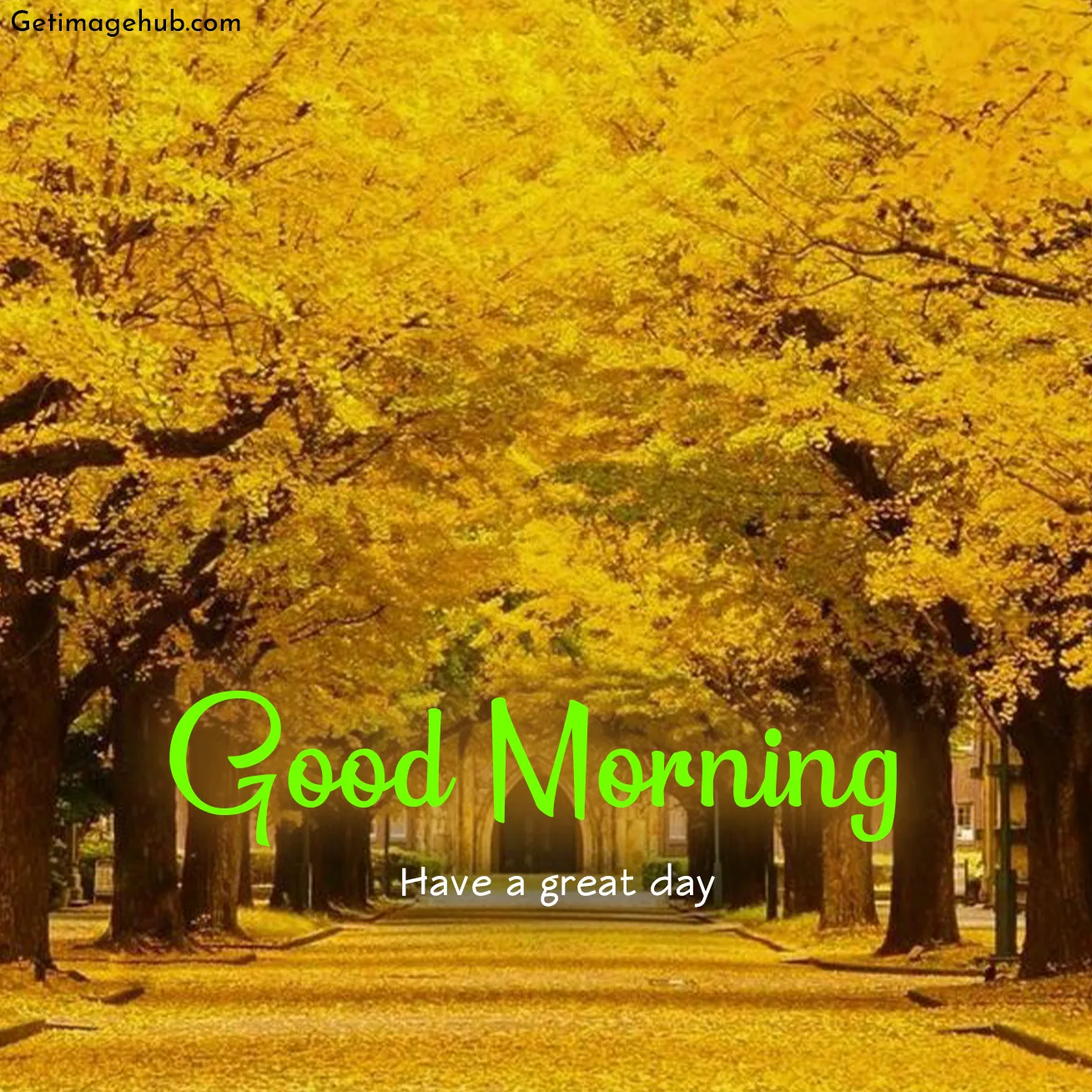 New Good Morning Fall Picture