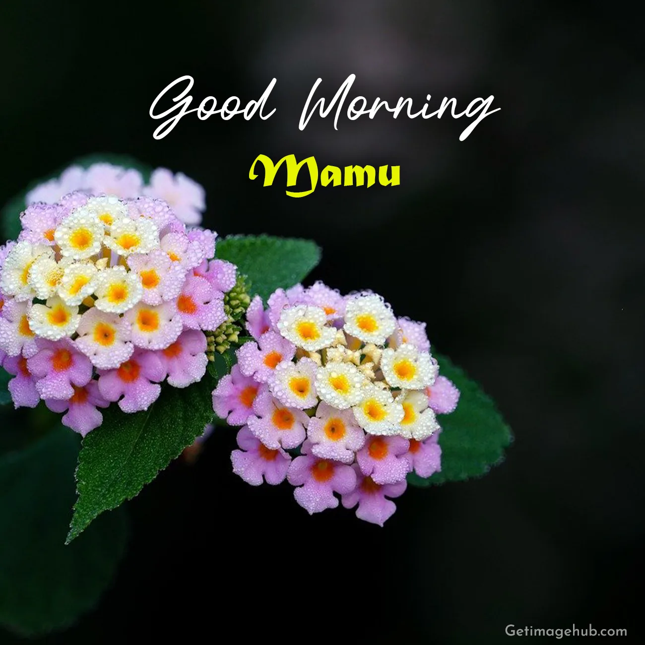Good Morning Mamu Photos