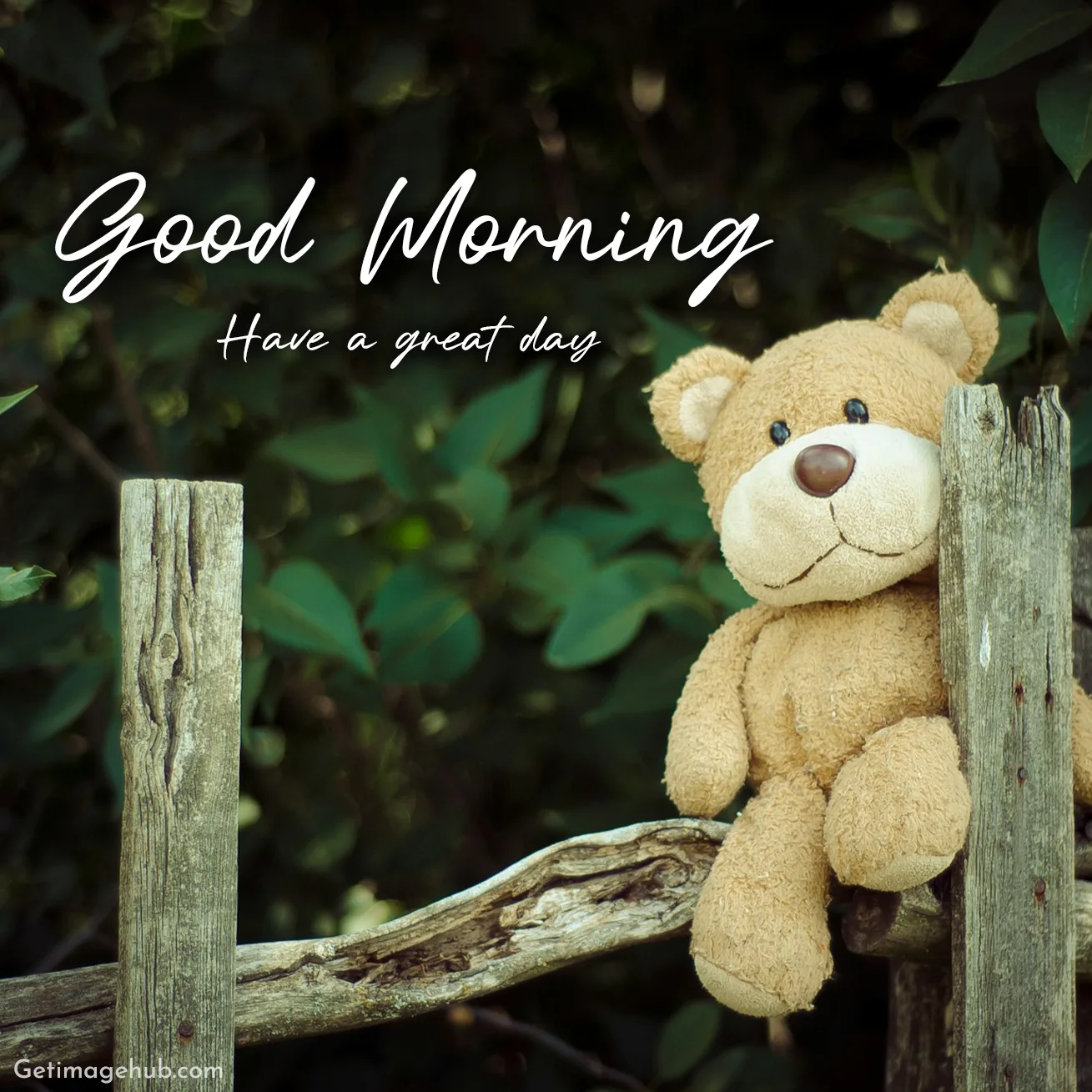 Good Morning Teddy Photos